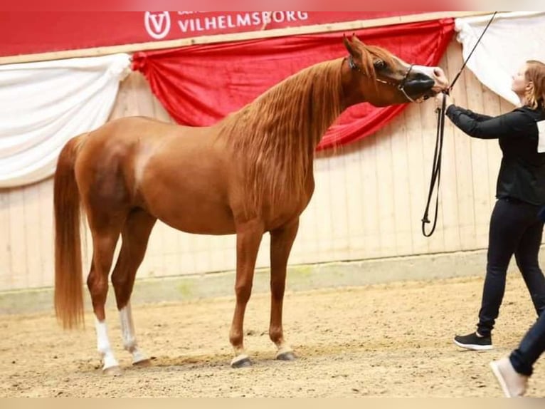 Arabian horses Mare 3 years 14,1 hh Chestnut in Jelling