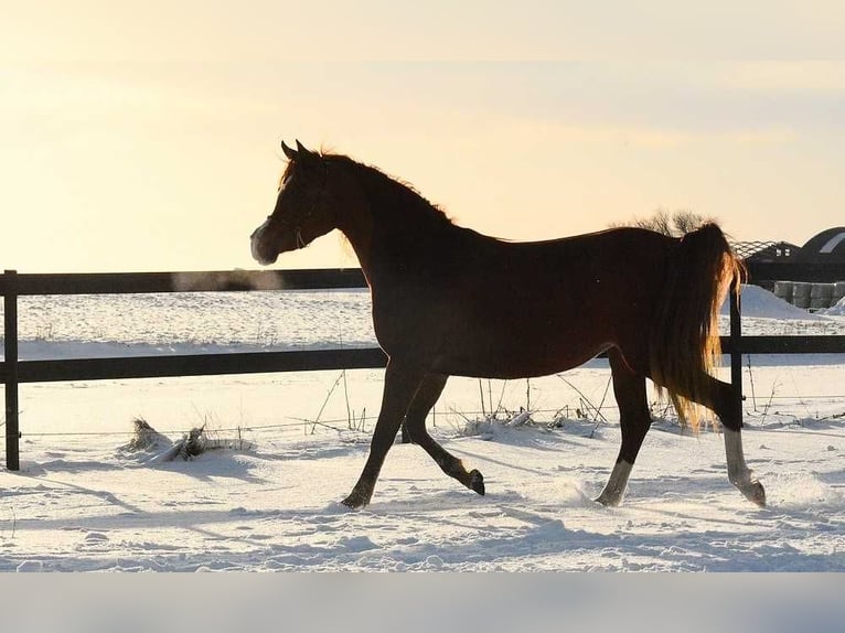 Arabian horses Mare 3 years 14,1 hh Chestnut in Jelling