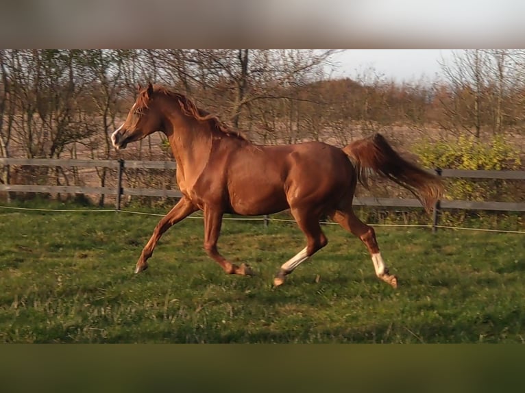 Arabian horses Mare 3 years 14,1 hh Chestnut in Jelling