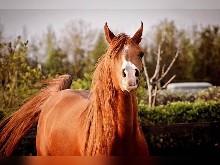 Arabian horses Mare 3 years 14,1 hh Chestnut in Jelling