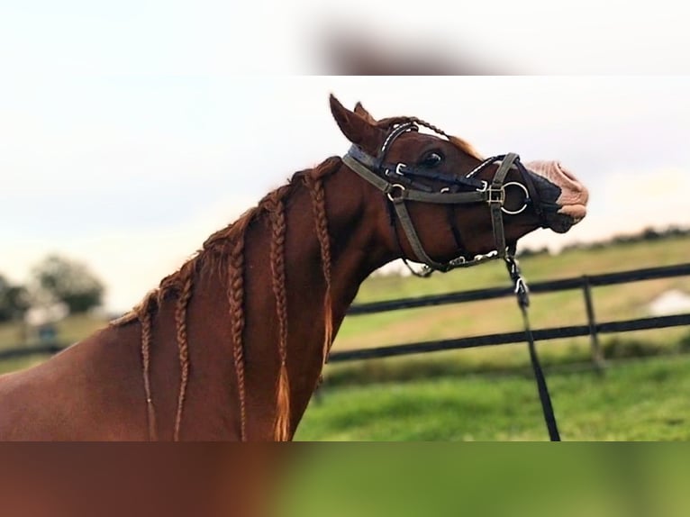 Arabian horses Mare 3 years 14,1 hh Chestnut in Jelling