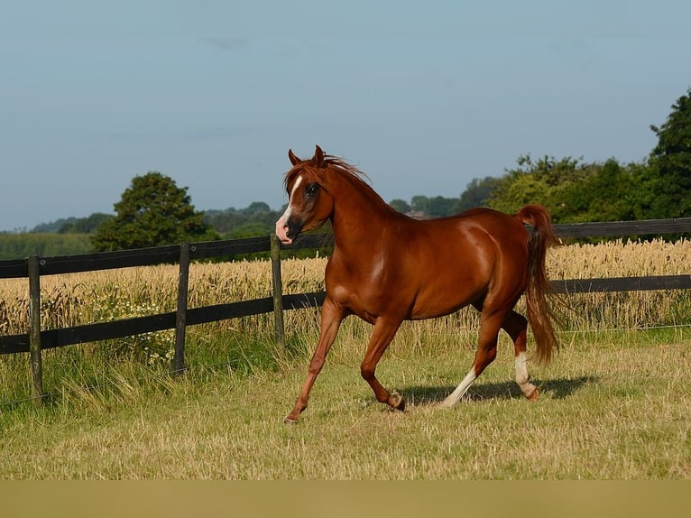 Arabian horses Mare 3 years 14,1 hh Chestnut in Jelling