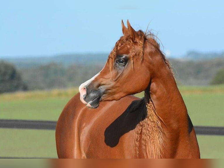 Arabian horses Mare 3 years 14,1 hh Chestnut in Jelling