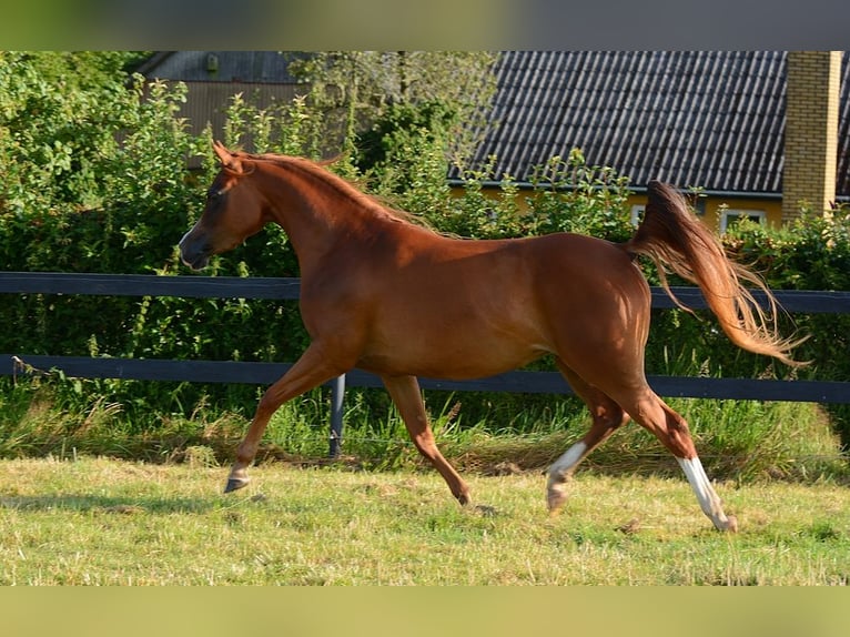 Arabian horses Mare 3 years 14,1 hh Chestnut in Jelling