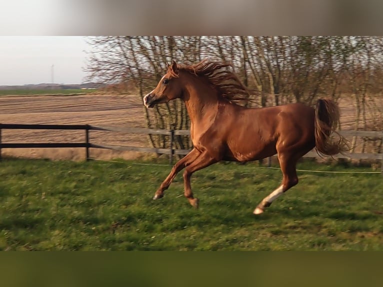 Arabian horses Mare 3 years 14,1 hh Chestnut in Jelling