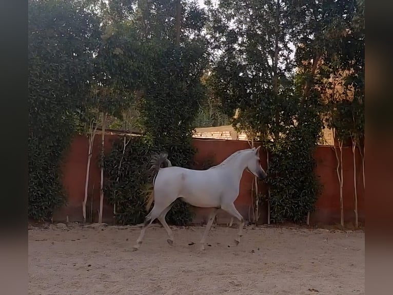 Arabian horses Mare 3 years 14.1 hh White in Giza