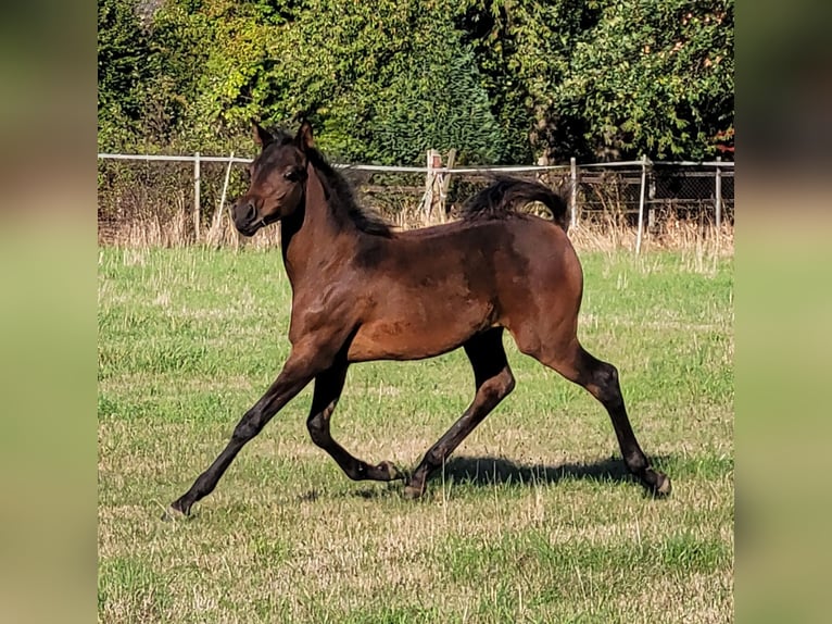 Arabian horses Mare 3 years 14,2 hh Bay-Dark in Moers