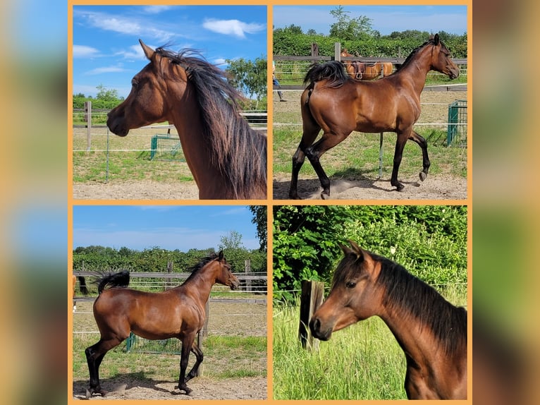 Arabian horses Mare 3 years 14,2 hh Bay-Dark in Moers