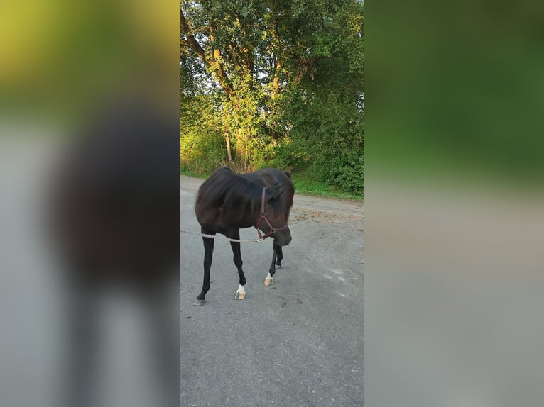 Arabian horses Mare 3 years 14,2 hh Black in Ampfing