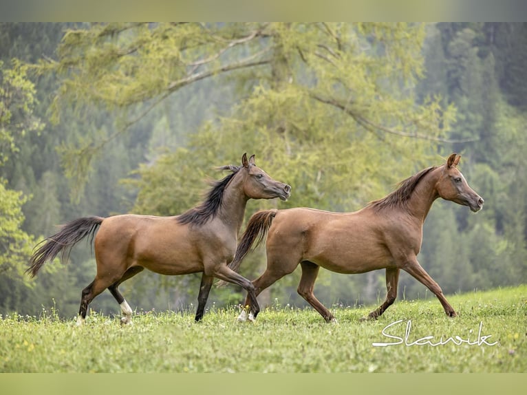 Arabian horses Mare 3 years 14,2 hh Brown in Hinterstoder