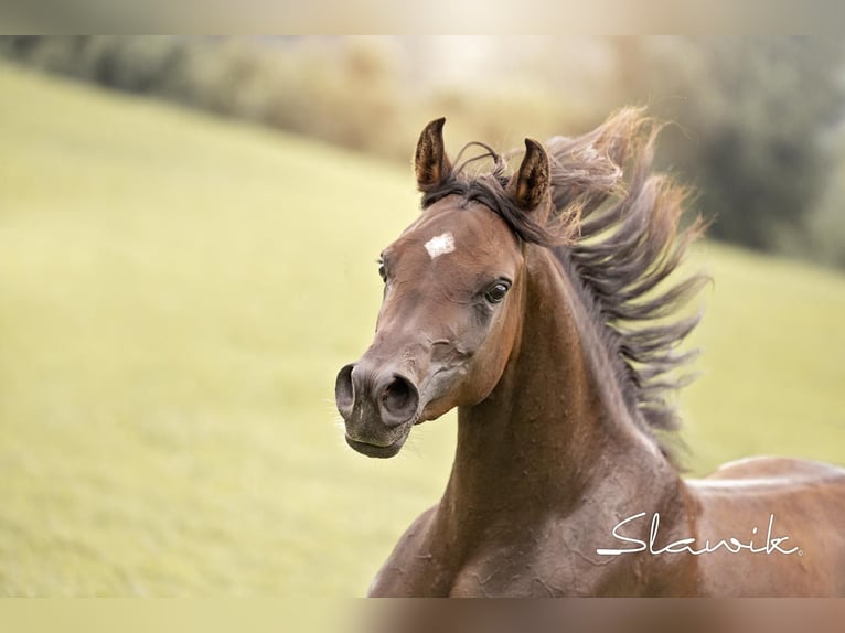 Arabian horses Mare 3 years 14,2 hh Brown in Hinterstoder