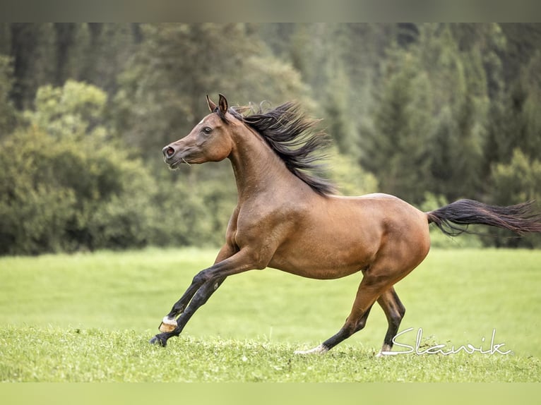 Arabian horses Mare 3 years 14,2 hh Brown in Hinterstoder