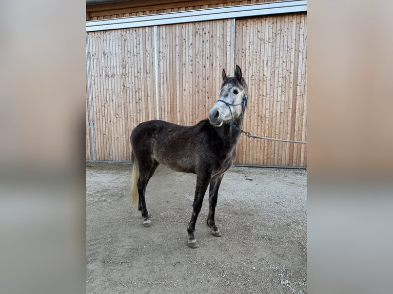 Arabian horses Mare 3 years 14.2 hh Can be white in Sonnenbühl