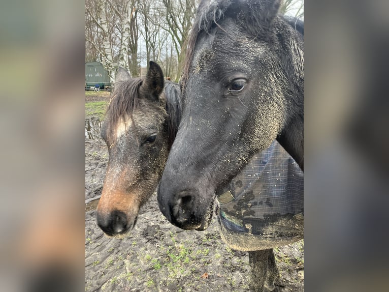 Arabian horses Mare 3 years 14,2 hh Gray in WietzeWietze