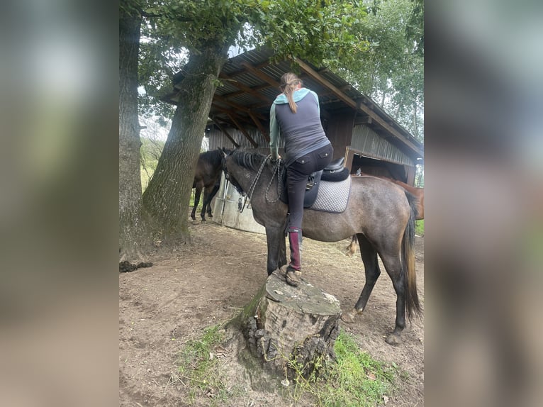 Arabian horses Mare 3 years 14,2 hh Gray in WietzeWietze