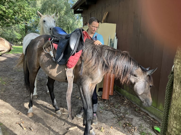 Arabian horses Mare 3 years 14,2 hh Gray in WietzeWietze