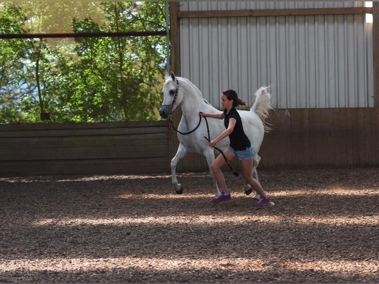 Arabian horses Mare 3 years 14,2 hh Gray in WietzeWietze