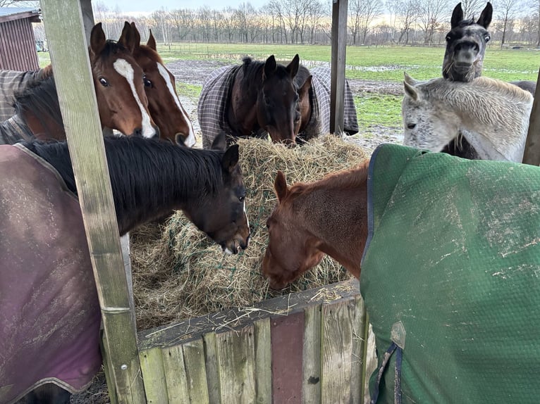 Arabian horses Mare 3 years 14,2 hh Gray in WietzeWietze