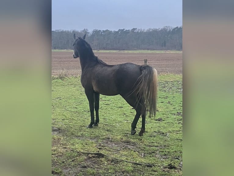 Arabian horses Mare 3 years 14,2 hh Gray in WietzeWietze