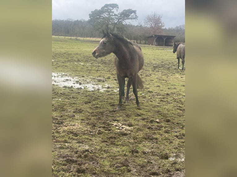 Arabian horses Mare 3 years 14,2 hh Gray in WietzeWietze