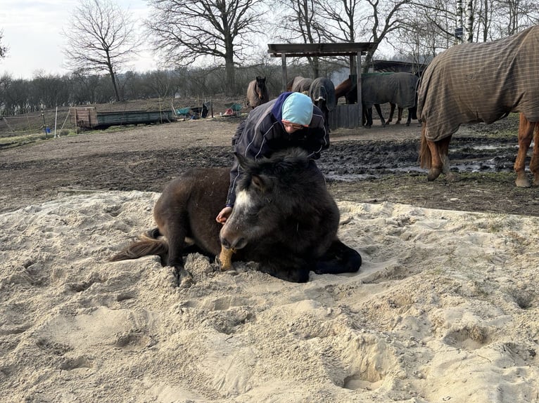 Arabian horses Mare 3 years 14,2 hh Gray in WietzeWietze