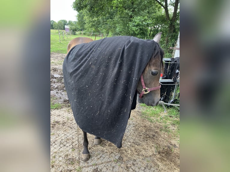 Arabian horses Mare 3 years 14,2 hh Gray in WietzeWietze