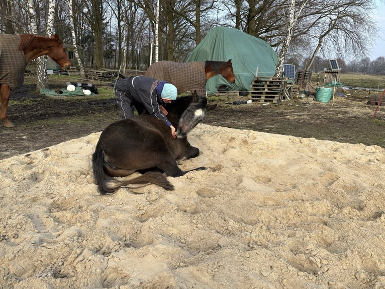 Arabian horses Mare 3 years 14,2 hh Gray in WietzeWietze