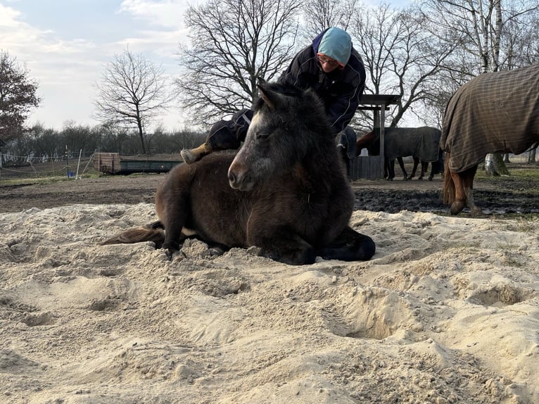 Arabian horses Mare 3 years 14,2 hh Gray in WietzeWietze