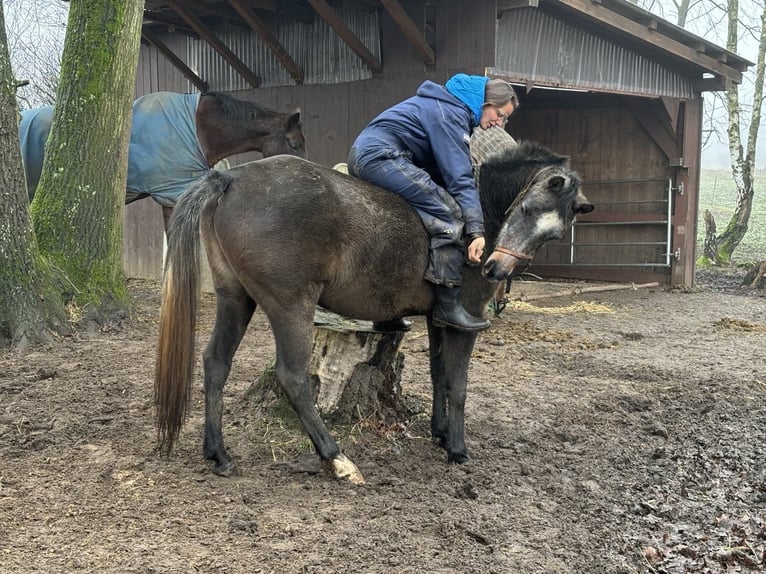 Arabian horses Mare 3 years 14,2 hh Gray in WietzeWietze