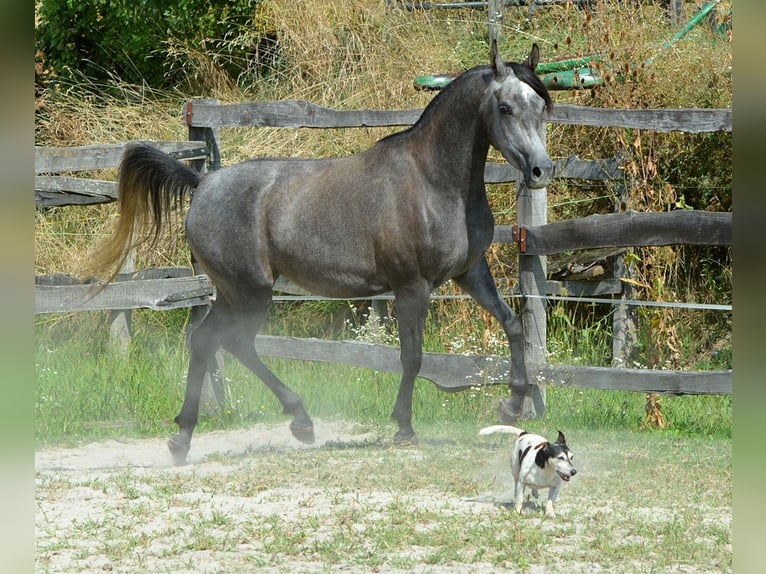 Arabian horses Mare 3 years 14,2 hh Gray in Koprivnica