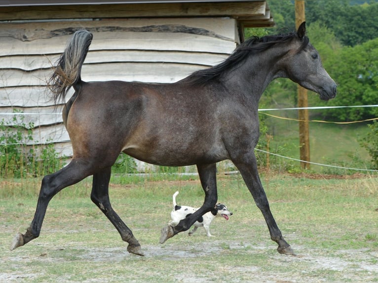 Arabian horses Mare 3 years 14,2 hh Grey in Koprivnica