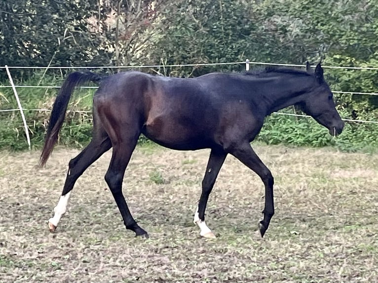 Arabian horses Mare 3 years 14.3 hh Black in Ligetfalva