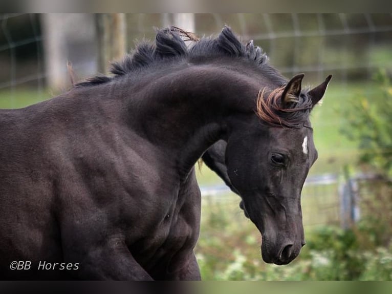 Arabian horses Mare 3 years 14,3 hh Black in Pastetten