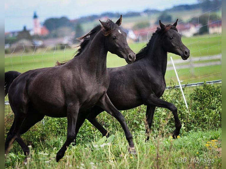 Arabian horses Mare 3 years 14,3 hh Black in Pastetten