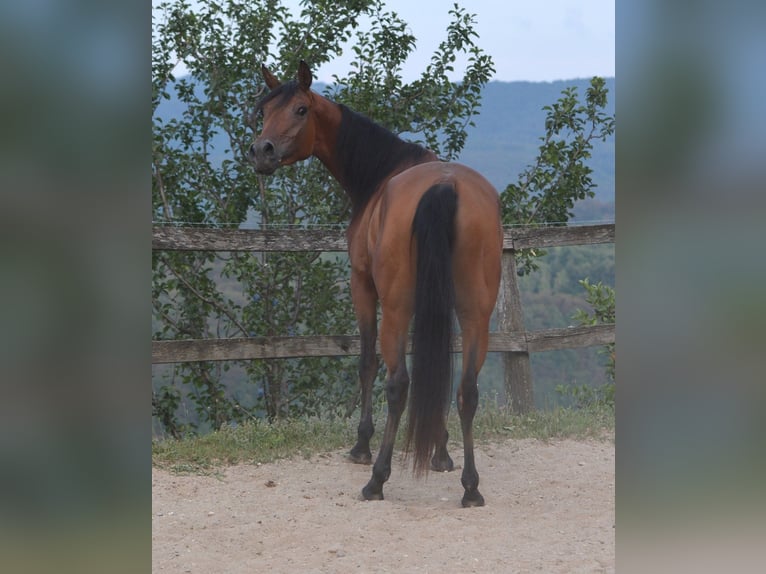 Arabian horses Mare 3 years 14,3 hh Brown in KOPRIVNICA