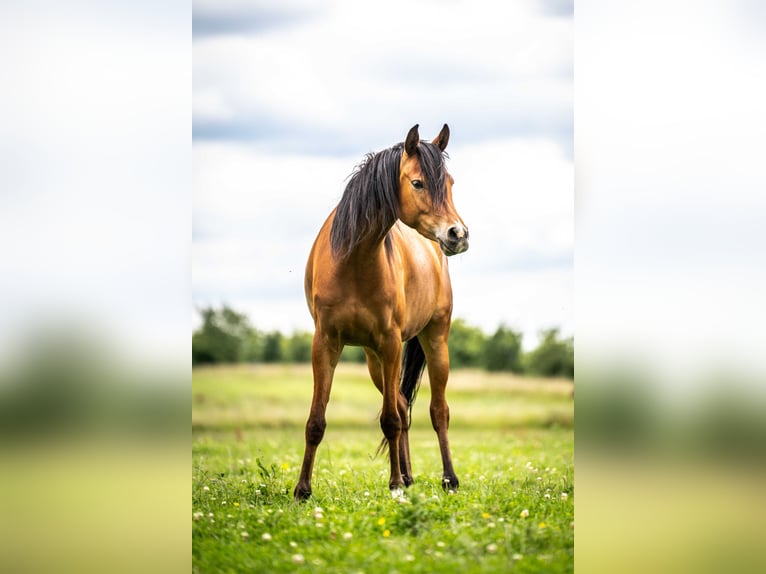 Arabian horses Mare 3 years 14,3 hh Brown in Herzberg am Harz