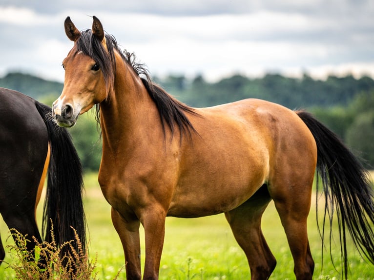 Arabian horses Mare 3 years 14,3 hh Brown in Herzberg am Harz