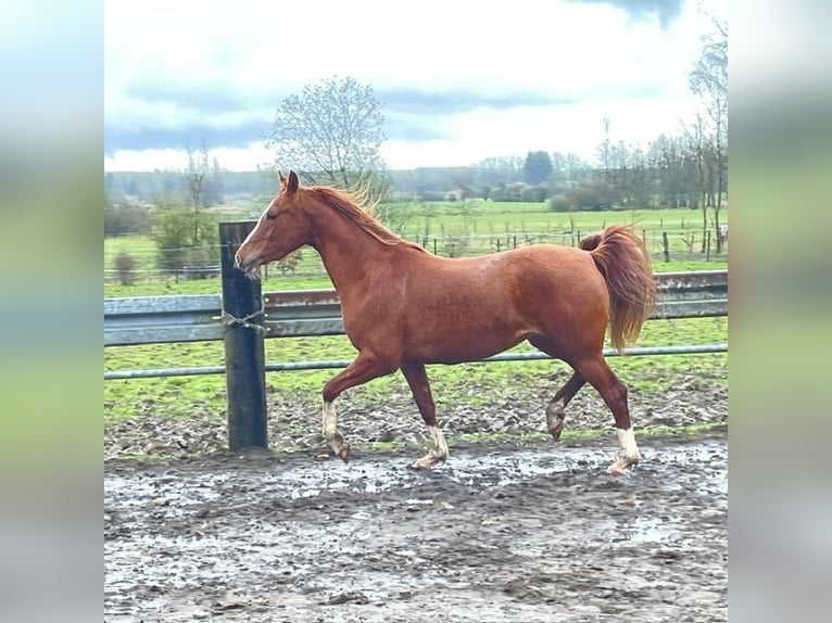 Arabian horses Mare 3 years 14,3 hh Chestnut-Red in Harinsart