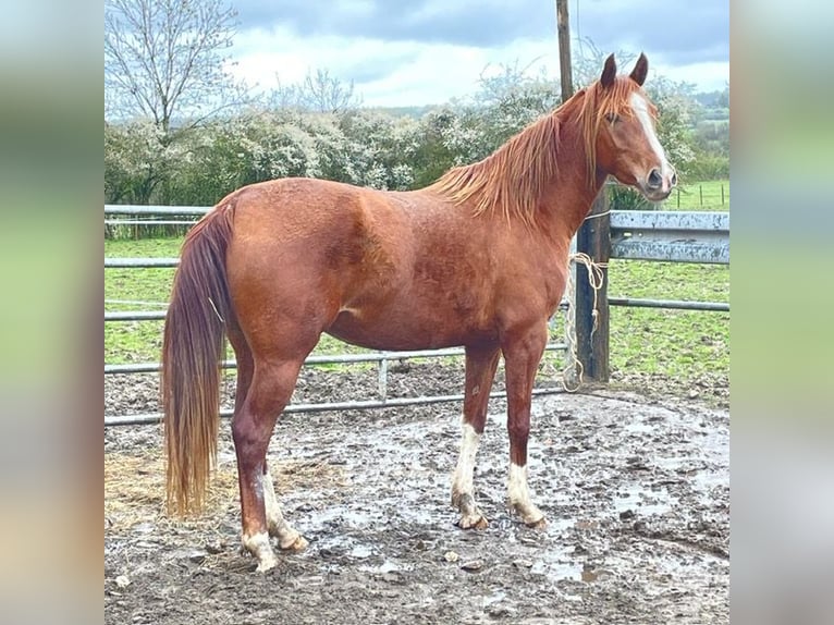 Arabian horses Mare 3 years 14,3 hh Chestnut-Red in Harinsart