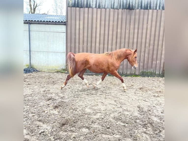 Arabian horses Mare 3 years 14,3 hh Chestnut-Red in Harinsart