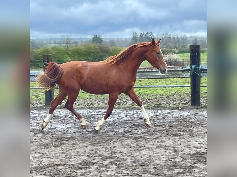 Arabian horses Mare 3 years 14,3 hh Chestnut-Red in Harinsart