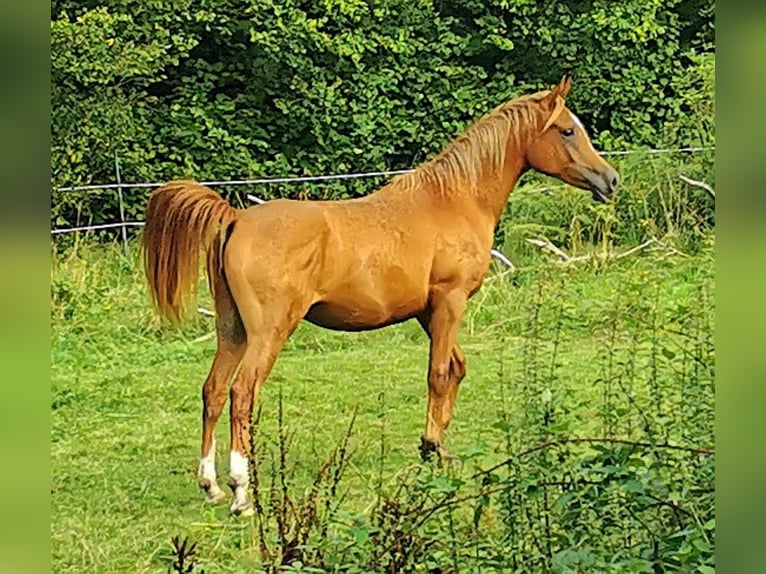 Arabian horses Mare 3 years 14,3 hh Chestnut-Red in Kassel