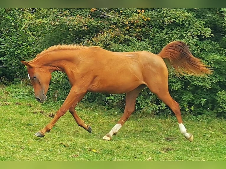 Arabian horses Mare 3 years 14,3 hh Chestnut-Red in Kassel