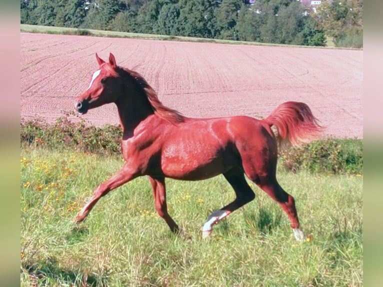 Arabian horses Mare 3 years 14,3 hh Chestnut-Red in Kassel