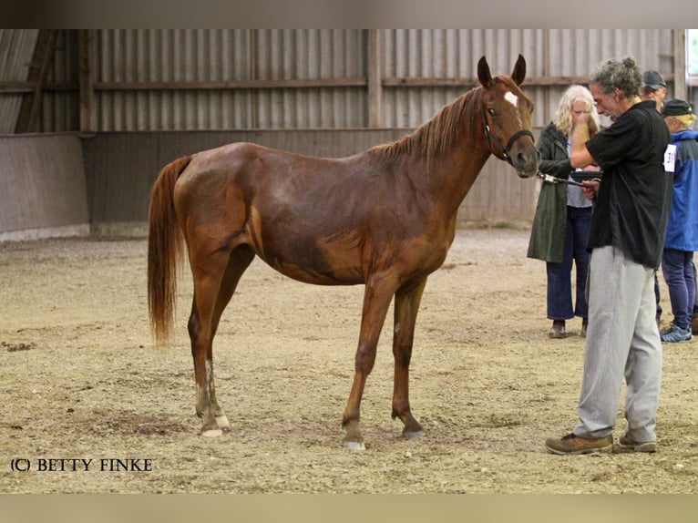 Arabian horses Mare 3 years 14,3 hh Chestnut-Red in Kassel