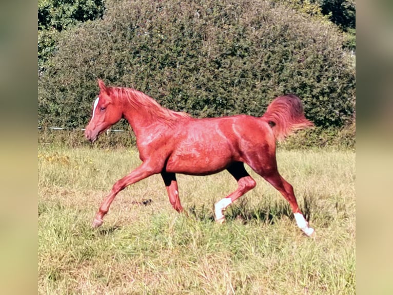 Arabian horses Mare 3 years 14,3 hh Chestnut-Red in Kassel