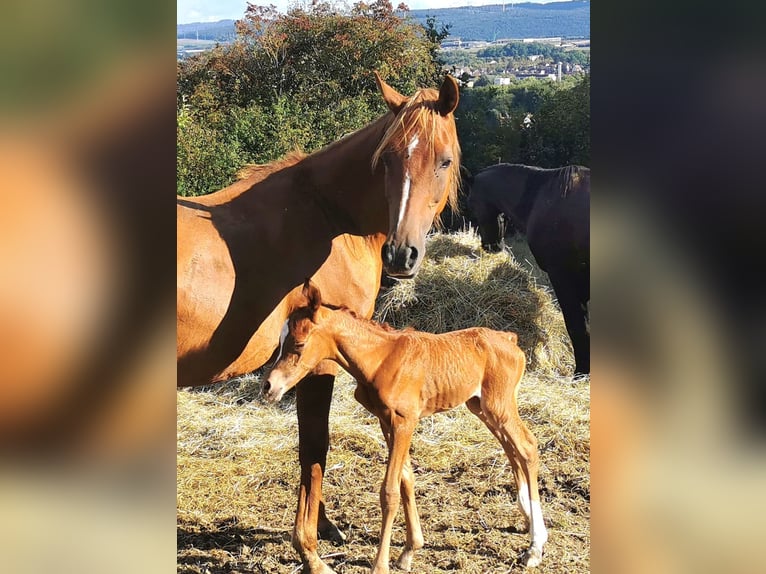 Arabian horses Mare 3 years 14,3 hh Chestnut-Red in Kassel