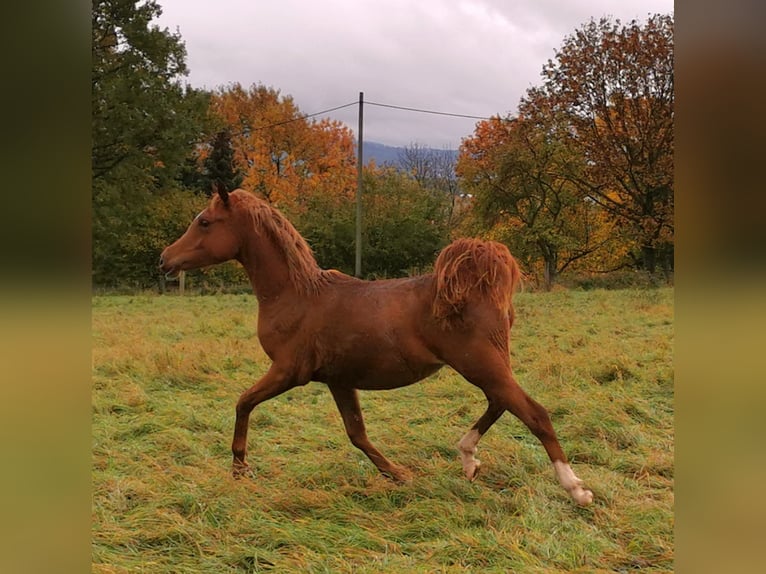 Arabian horses Mare 3 years 14,3 hh Chestnut-Red in Kassel