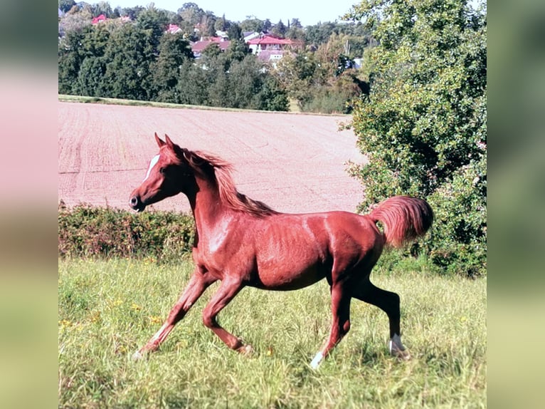 Arabian horses Mare 3 years 14,3 hh Chestnut-Red in Kassel