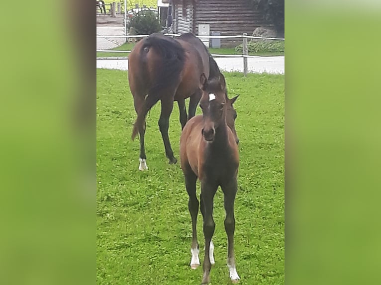 Arabian horses Mare 3 years 14,3 hh Gray in Reichraming